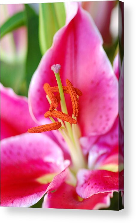 Lily Acrylic Print featuring the photograph Pink Lily 1 by Amy Fose