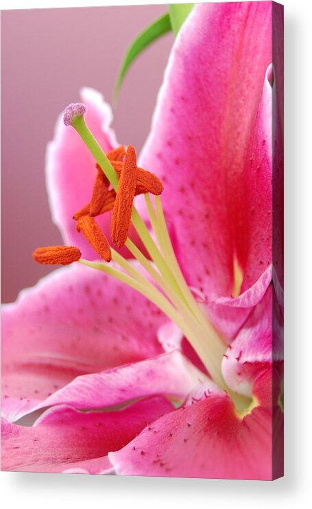 Lily Acrylic Print featuring the photograph Pink Lily 5 by Amy Fose