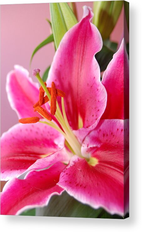 Lily Acrylic Print featuring the photograph Pink Lily 7 by Amy Fose