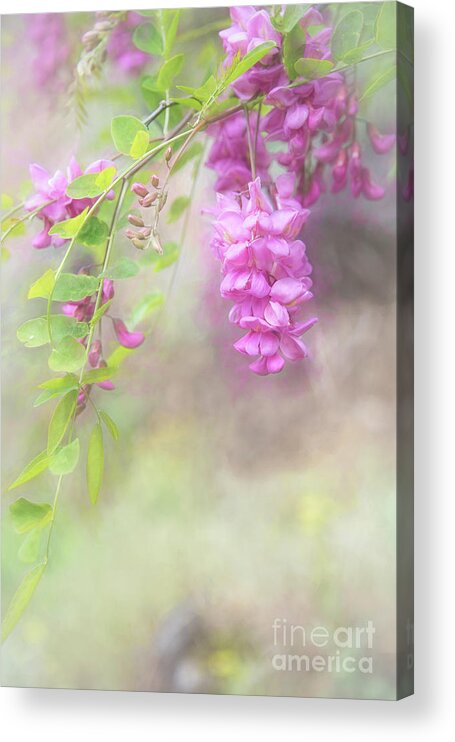 Locust Blossoms Acrylic Print featuring the photograph Pink Locust by Wendy Elliott