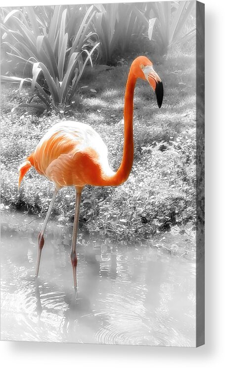 Bird Acrylic Print featuring the photograph Pink Orange Flamingo Photo 210 by Lucie Dumas