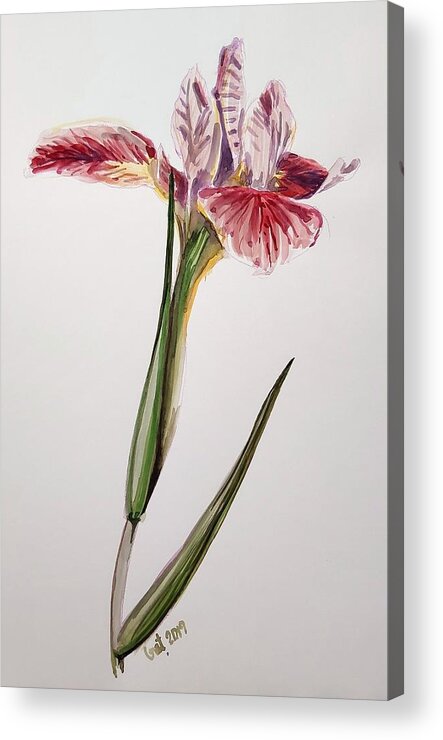 Flower Acrylic Print featuring the painting Pink Orchid by George Cret
