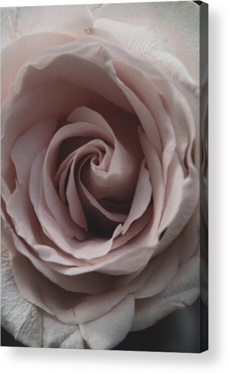 Rose Acrylic Print featuring the photograph Pink Rose, Matte by W Craig Photography