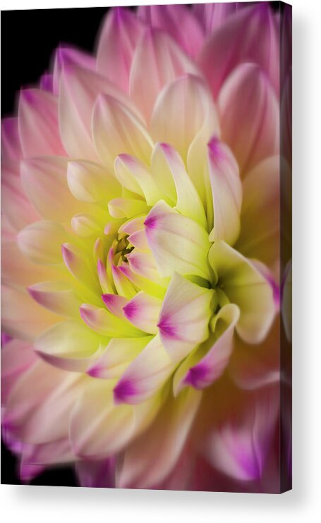 Beauty Acrylic Print featuring the photograph Pink White Dahlia Close Up by Garry Gay