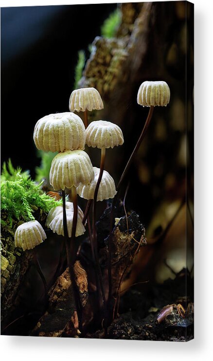 Marasmius Rotula Acrylic Print featuring the photograph Pinwheel Mushroom by Weston Westmoreland