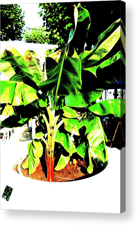 Plant Acrylic Print featuring the photograph Plant At Promenade In Sopot, Poland by John Siest