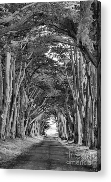 Point Reyes Acrylic Print featuring the photograph Point Reyes Cypress Tunnel Portrait Black And White by Adam Jewell