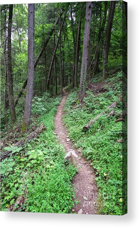 Obed Acrylic Print featuring the photograph Point Trail At Obed 13 by Phil Perkins
