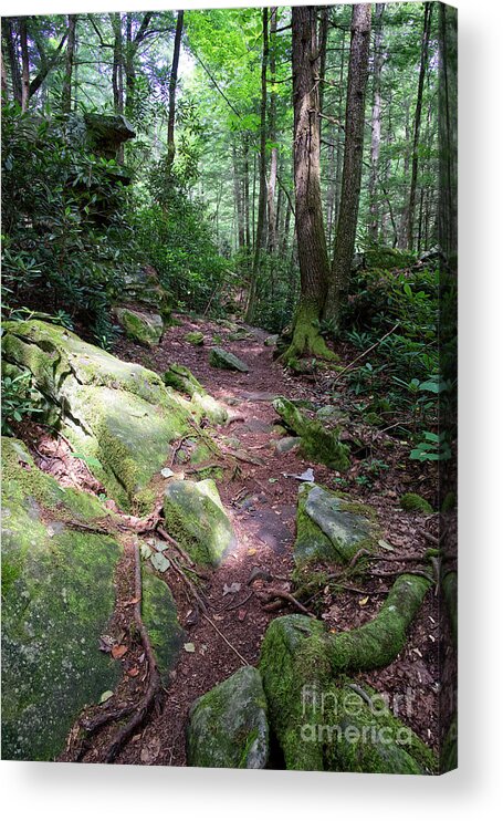 Obed Acrylic Print featuring the photograph Point Trail At Obed 16 by Phil Perkins