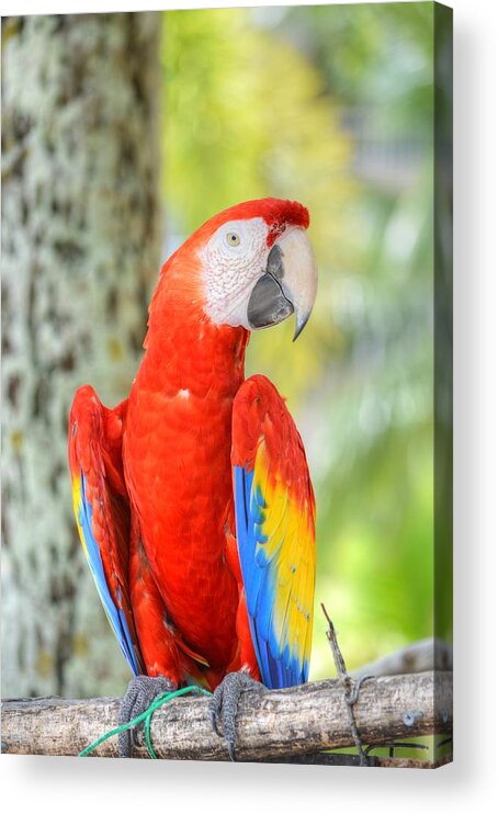 Parrot Acrylic Print featuring the photograph Poly the Parrot by Bill Hamilton