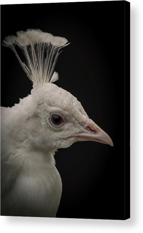 Portrait Acrylic Print featuring the digital art Portrait white peacock by Marjolein Van Middelkoop