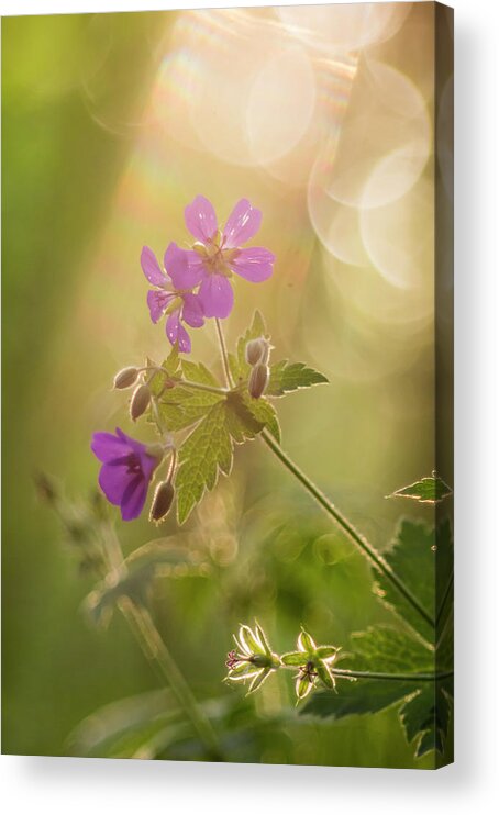 Bokeh Acrylic Print featuring the photograph Pretty in pink by Maria Dimitrova