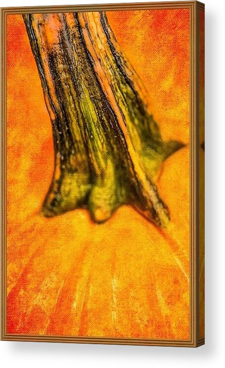 Pumpkin Acrylic Print featuring the painting Pumpkin Stalk by Juliette Becker