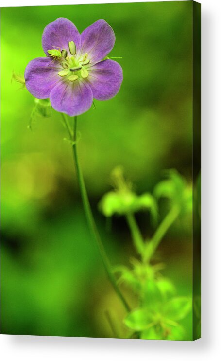 Blue Ridge Mountains Acrylic Print featuring the photograph Purple and Green by Melissa Southern