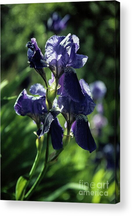 Arizona Acrylic Print featuring the photograph Purple and Lavender by Kathy McClure