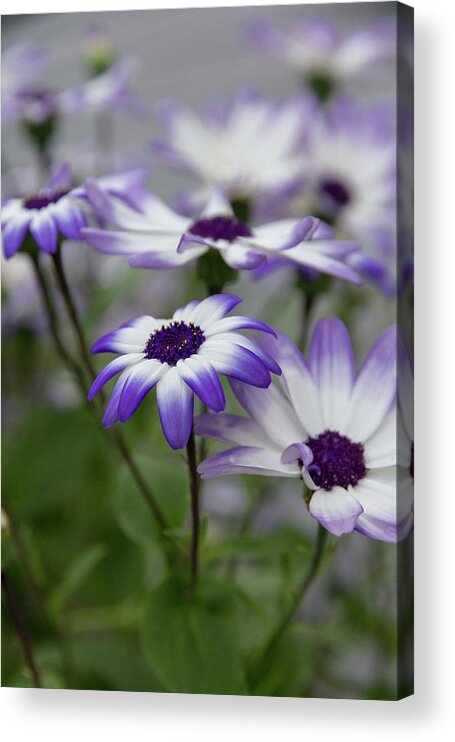 Flowers Acrylic Print featuring the photograph Purple Daisies by Denise Kopko