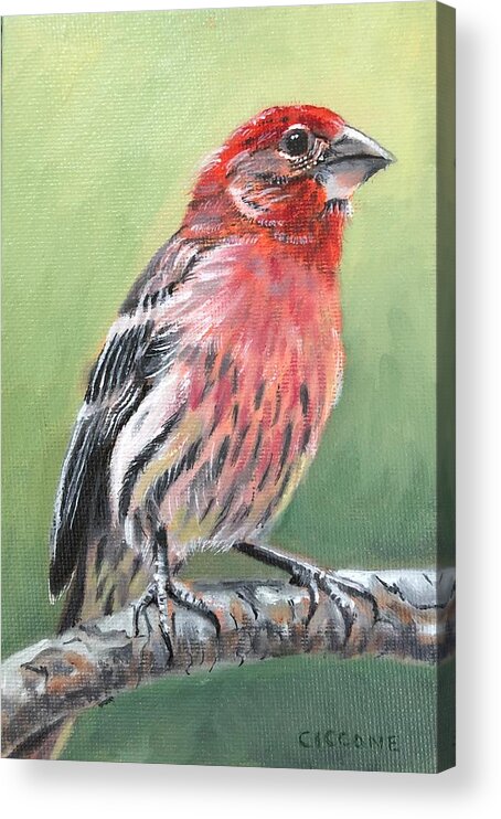 Bird Acrylic Print featuring the painting Purple Finch by Jill Ciccone Pike