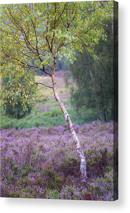 Autumn Acrylic Print featuring the photograph Purple heather and early Autumn golden leaves by Anita Nicholson