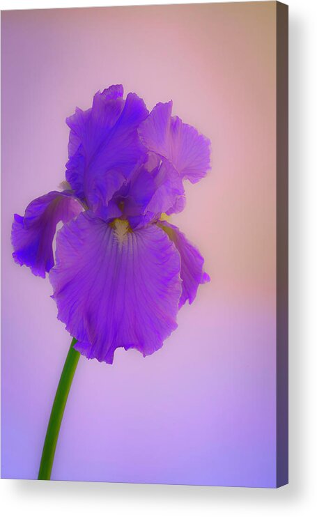 Irises Acrylic Print featuring the photograph Purple Iris Blooms in Spring by Lindsay Thomson