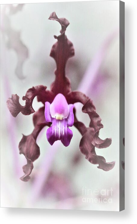 Orchid; Orchids; Purple Orchid; Purple Orchids; Flower; Purple; Purple Flower; Photography; Digital Art; Flowers; Floral; Flora; Digital Art; Photography; Simple; Decorative; Décor; Macro; Close-up Acrylic Print featuring the photograph Purple Orchid Haze by Tina Uihlein