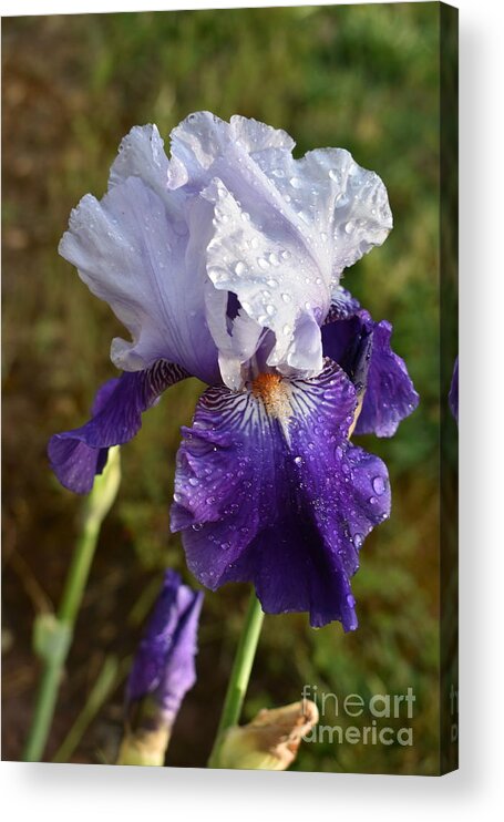 Purple Flowers Acrylic Print featuring the digital art Rain on Beauty by Yenni Harrison