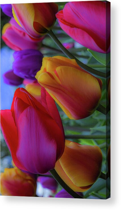 Tulip; Skagit Valley Tulip Festival; Roozengaarde Display Garden; Mount Vernon; Nature; Rainbow Colors; Floral; Flower; Garden Acrylic Print featuring the photograph Rainbow Tulips, Portrait Mode by Emerita Wheeling