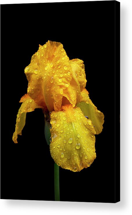 Carolina Acrylic Print featuring the photograph Raindrops on the Yellow Iris by Debra and Dave Vanderlaan