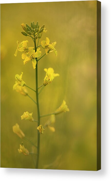 Rapeseed Acrylic Print featuring the photograph Rapeseed flowers by Karen Rispin
