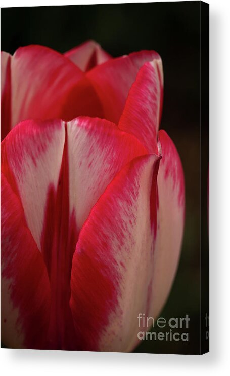 Red Acrylic Print featuring the photograph Red and White Tulip by Ana V Ramirez