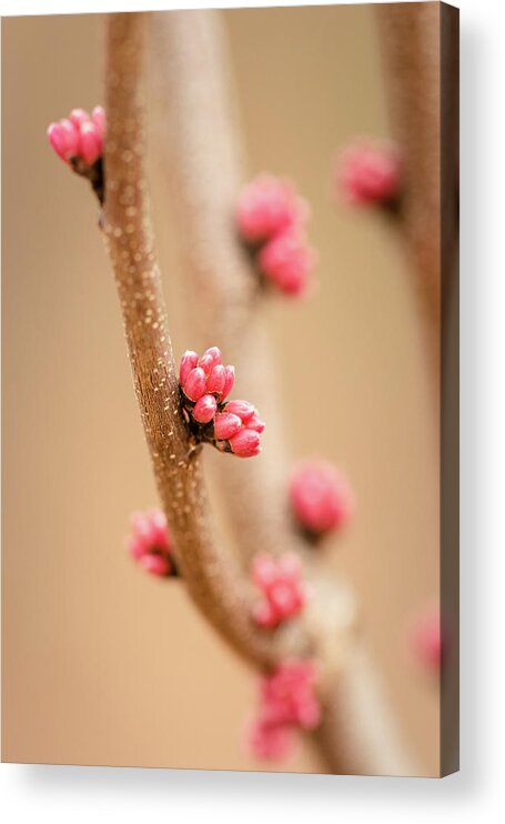Eastern Red Bud Tree Acrylic Print featuring the photograph Red Bud Buds 2 by Joni Eskridge
