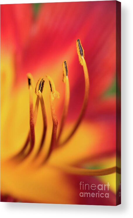 Flower Acrylic Print featuring the photograph Red Daylily Glow by Amy Dundon