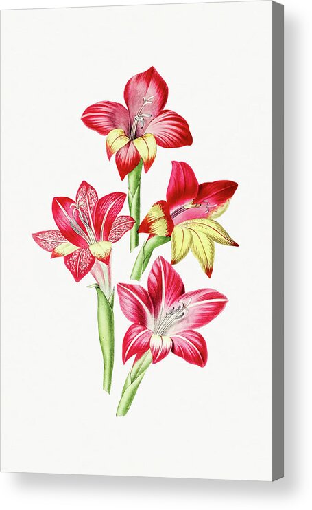 Nature Acrylic Print featuring the drawing Red Gladiolus by Mango Art