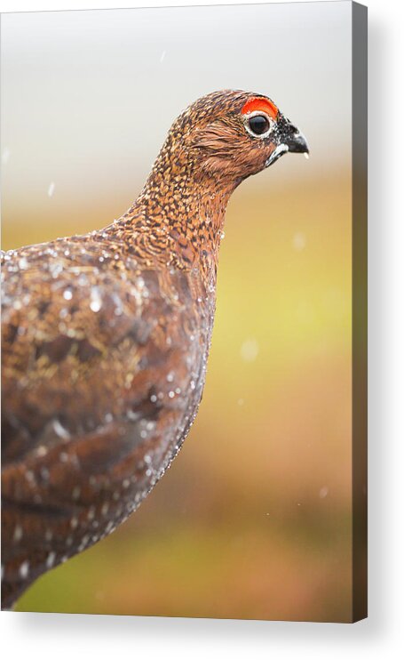 Animal Acrylic Print featuring the photograph Red Grouse on a dry stone wall in the rain by Anita Nicholson