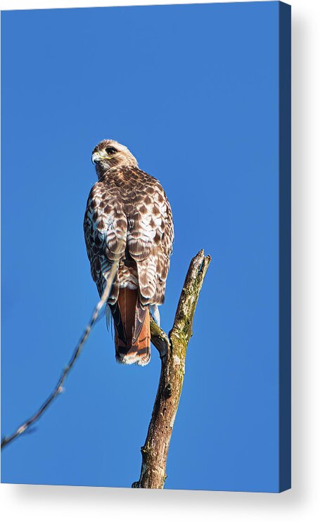 Bird Acrylic Print featuring the photograph Red Tail Hawk by Paul Ross