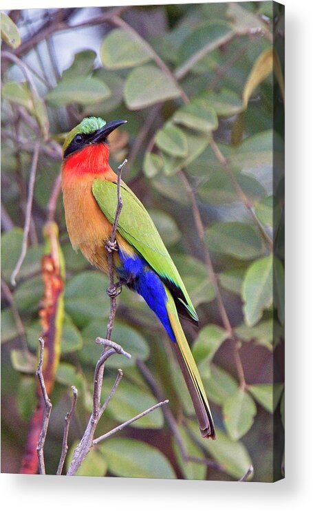 Bush Acrylic Print featuring the photograph Red-throated Bee-eater, Merops bulocki by Tony Mills