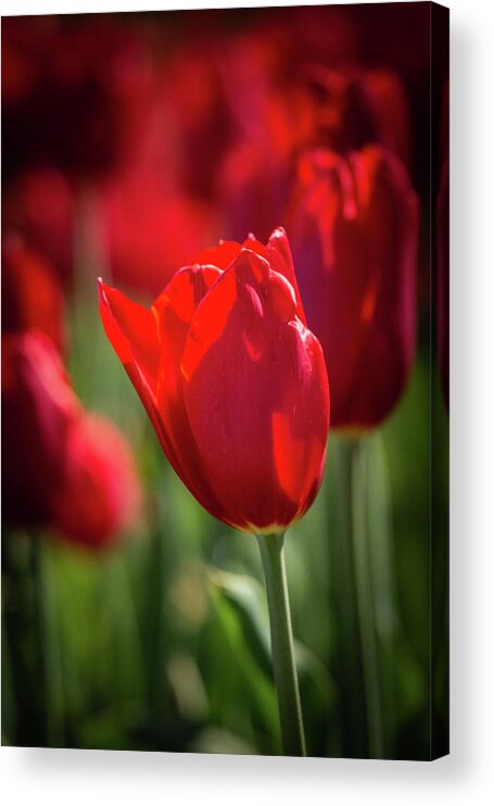 Art Hill Acrylic Print featuring the photograph Red Tulip on Art Hill by Joe Kopp