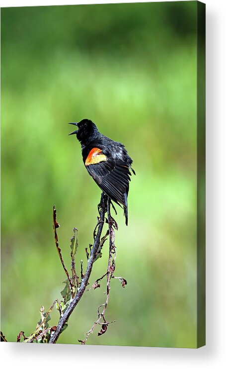 Florida Acrylic Print featuring the photograph Red Wing Singing by Jennifer Robin