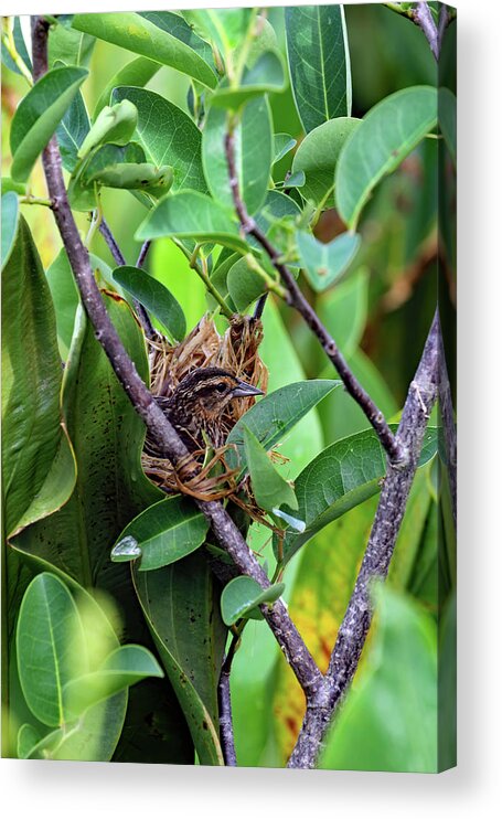 Florida Acrylic Print featuring the photograph Red Winged Blackbird On Nest by Jennifer Robin