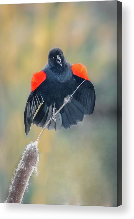 Bird Acrylic Print featuring the photograph Red Winged by Gary Geddes