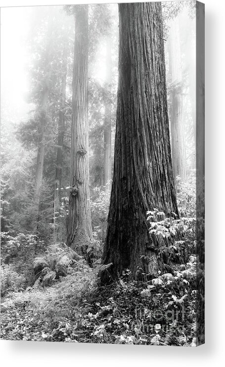 Fog Acrylic Print featuring the photograph Redwoods With Fog by Mark Alder