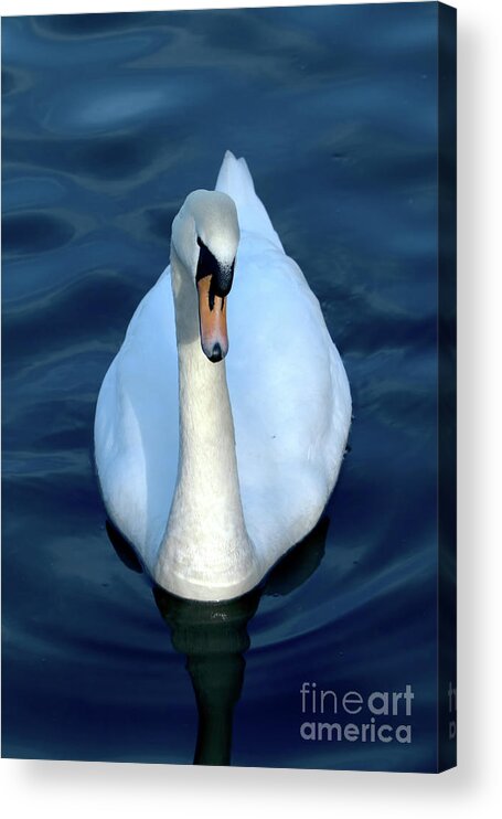Nature Acrylic Print featuring the photograph Regal Swan by Stephen Melia