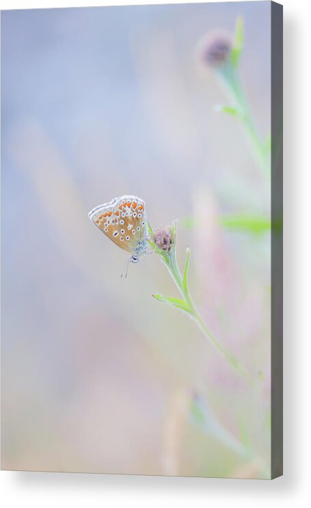 Butterfly Acrylic Print featuring the photograph Resting Common Blue Butterfly by Anita Nicholson