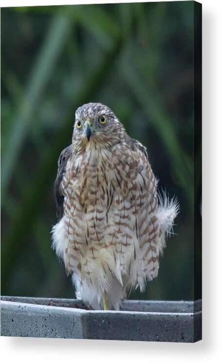 Hawk Acrylic Print featuring the photograph Resting Cooper's Hawk by Patricia Schaefer