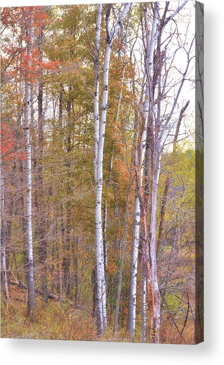 Activities Acrylic Print featuring the photograph Rhapsody by Jamart Photography