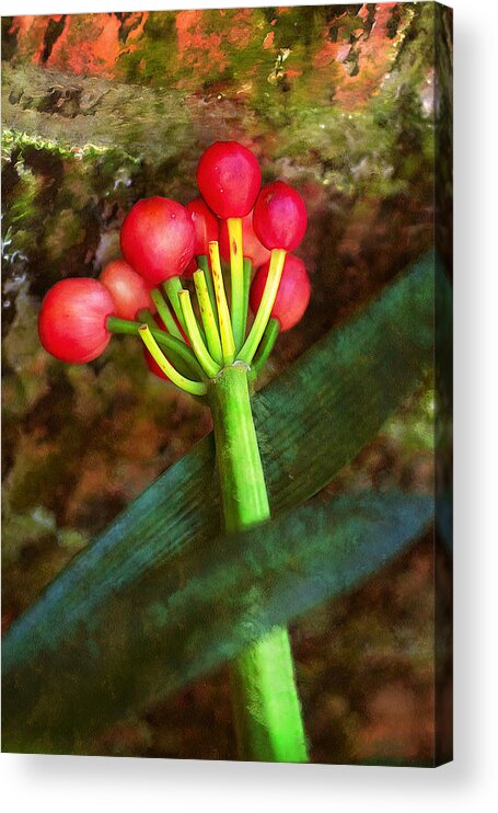 Painting Acrylic Print featuring the painting Rhodea Japonica by Anthony M Davis
