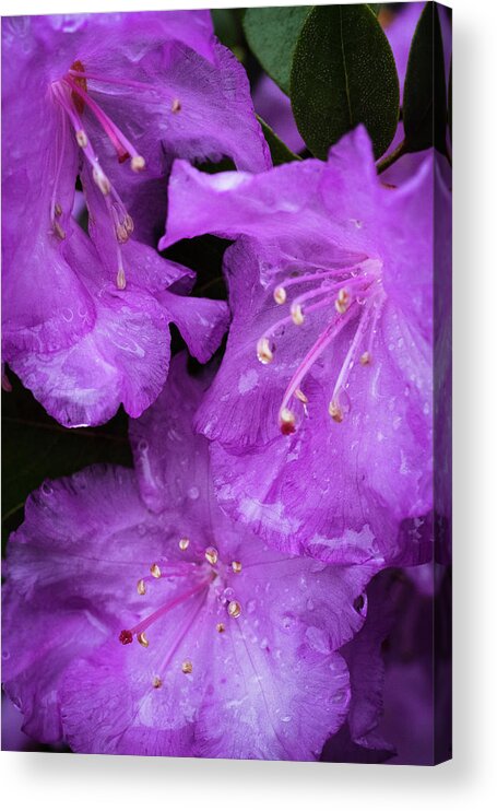 Flowers Acrylic Print featuring the photograph Rhododendron by Stephen Russell Shilling