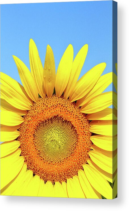 Sunflower Acrylic Print featuring the photograph Rise And Shine by Lens Art Photography By Larry Trager