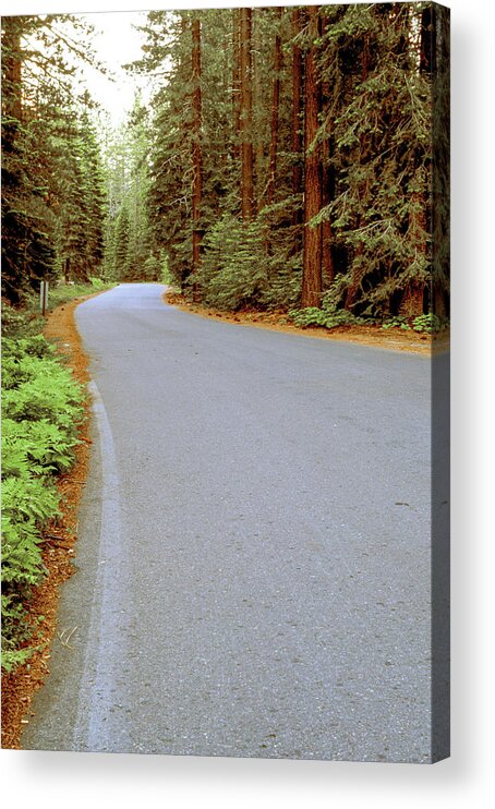 Forest Acrylic Print featuring the photograph Road Through the Forest by Randy Bradley