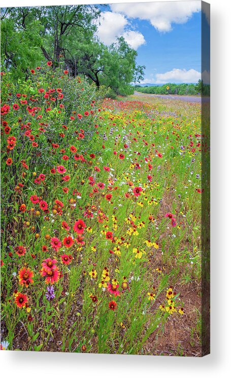 Wildflowers Acrylic Print featuring the photograph Roadside Bliss by Lynn Bauer