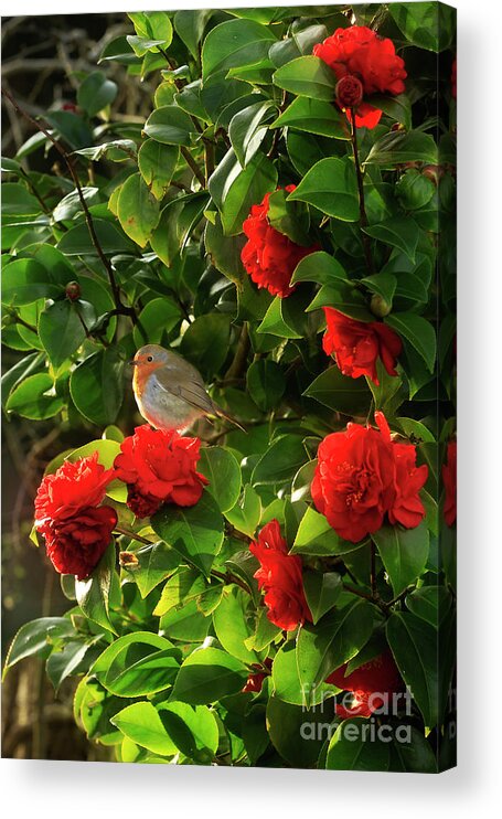 Robin Acrylic Print featuring the photograph Robin in the Camellia by Terri Waters